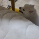 양산 동물 메디컬센터 | 양산 강아지 담냥염 담낭점액종 수술 담낭 파열 절제 제거 후기