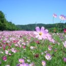 코스모스 이미지