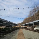 주인아 미용하고가 | 충북 음성 애견동반 캠핑장 도지캠핑장 2박3일