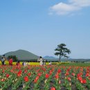 가시리 유채꽃길 이미지