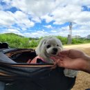 미르카센타 이미지