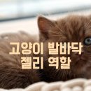 고양이 발바닥 이미지