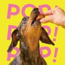 개님의상점 이미지