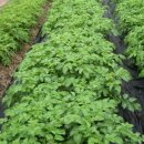 북부농약사 이미지