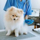 상조축산 이미지