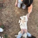 인도파파 | 아이 성화에 결국 들인 인도소라게... 육아 파파의 솔직 후기 + 키우는 법 총정리