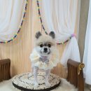 뷰티풀독 이미지