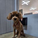 개밥주는고양이