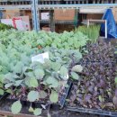 수원종묘농약사 이미지