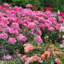 축구장 옆 화단 이미지