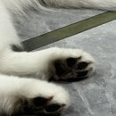 겨울이 머무는 집 | 애견카페 겨울이 머무는 집 다녀온 후기