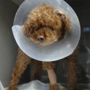 분당파크뷰 동물병원 이미지