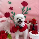 까까멍멍 이미지