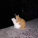 꽃냥이네 이미지