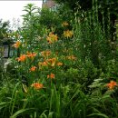 2006년 7월초순 집 정원 화단에 핀 꽃들 입니다...[75장] 이미지