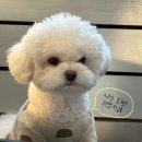 양촌애견 | 김포 양촌 / 느낌 좋은 애견동반 대형 베이커리 카페 대피