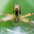 Tree of im 이미지