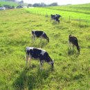 삼민목장 이미지