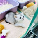 캣초딩 고양이분양 김포구래점 이미지