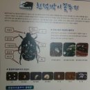 둥지곤충나라