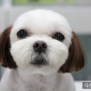 타잔동물병원 이미지