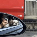 시골바이브 이미지