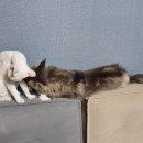 그루밍, 안나 이미지