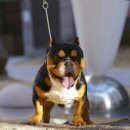 하이롤러 코리아 이미지