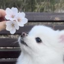 펫시 네이버블로그