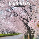 군서 백리벚꽃길 | 경남 벚꽃명소 가볼만한곳 합천호 백리벚꽃길 드라이브 코스 추천