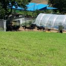 부자 흑염소농장 이미지