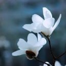 정가축병원 이미지