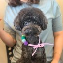 위드퍼피숑 이미지