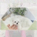 태백동물병원 | 태백 강아지입양 텅 빈 내 삶을 채운 포메라니안분양 스토리