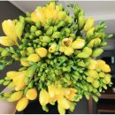 후리지아 이미지