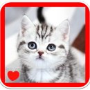 아담스펫 강아지분양 고양이분양 일산점 이미지