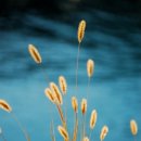 가야금 (B) 이미지