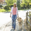 강아지산책 이미지