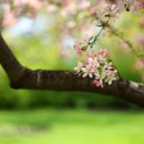 사과꽃향기 이미지