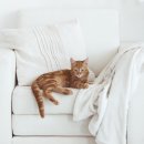 평월축산 | [데일리개원] 지금은 고양이 시대