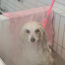 더 스마일독 이미지