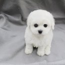 뽀글뽀글 이미지