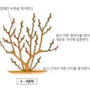 블루베리 전정 방법 이미지