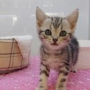 김해 강아지분양 고양이분양 똥강아지 이미지