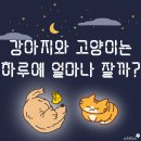 강아지와고양이 이미지