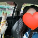 애견동반 밀양테마수영장 이미지