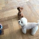 경남화이트 이미지