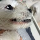 정훈동물병원 네이버블로그