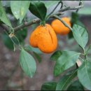 감귤박물관 이미지