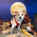 으르렁애견카페 이미지